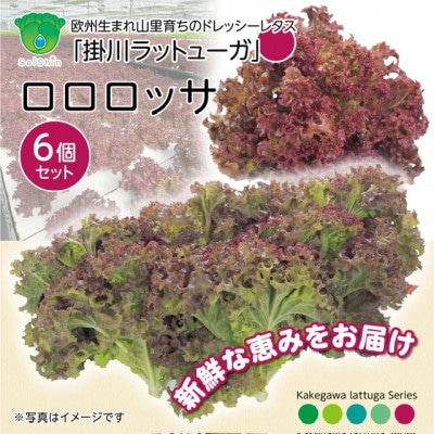 【1種×6株】山里の湧き水育ちリーフレタス「掛川ラットゥーガ・ロロロッサ」