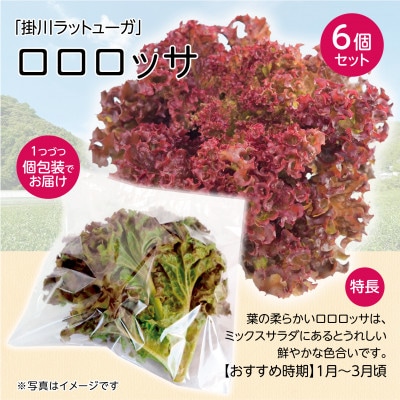 【1種×6株】山里の湧き水育ちリーフレタス「掛川ラットゥーガ・ロロロッサ」