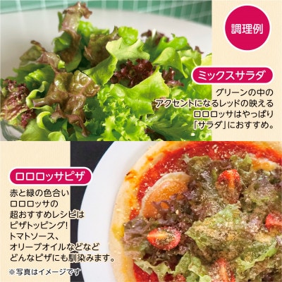 【1種×6株】山里の湧き水育ちリーフレタス「掛川ラットゥーガ・ロロロッサ」