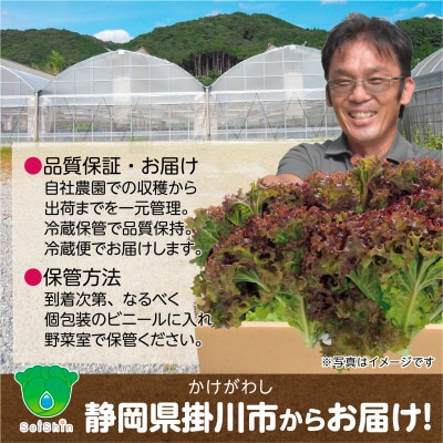 【1種×6株】山里の湧き水育ちリーフレタス「掛川ラットゥーガ・ロロロッサ」