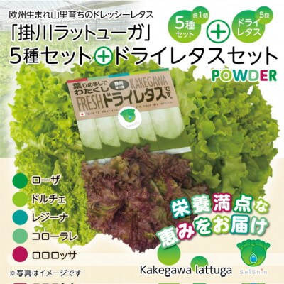 リーフレタスパウダー計10gと掛川ラットューガ5種×1株セット