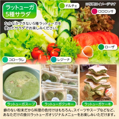 リーフレタスパウダー計10gと掛川ラットューガ5種×1株セット