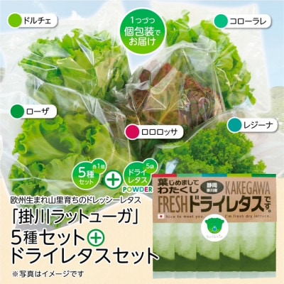 リーフレタスパウダー計10gと掛川ラットューガ5種×1株セット