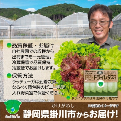 リーフレタスパウダー計10gと掛川ラットューガ5種×1株セット