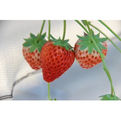 紅ほっぺセット(4パック)