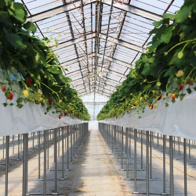 きらぴ香セット(4パック)