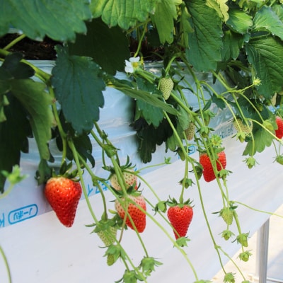 きらぴ香セット(4パック)