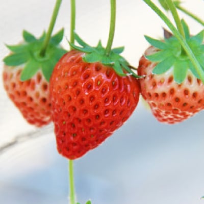 紅ほっぺ・きらぴ香食べ比べセット(各4パック　計8パック)