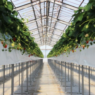 紅ほっぺ・きらぴ香食べ比べセット(各4パック　計8パック)