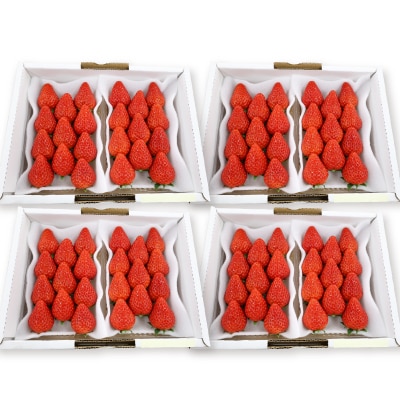 紅ほっぺセット(8パック)