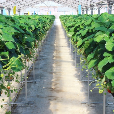 紅ほっぺセット(8パック)