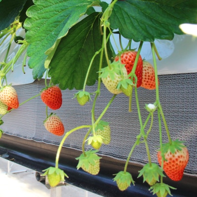 紅ほっぺセット(8パック)