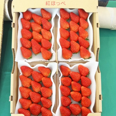 紅ほっぺ280g×4パック　おいしい完熟いちご