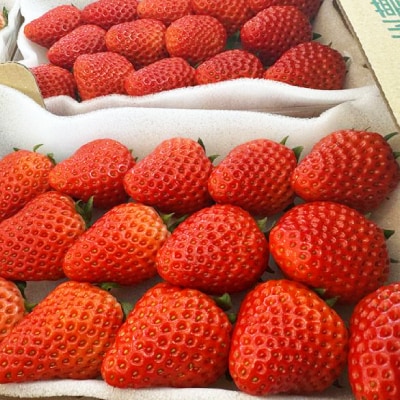 紅ほっぺ280g×4パック　おいしい完熟いちご