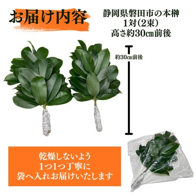 静岡県産掛川市　出世榊　本榊　純国産　さかき1対(2束)※1日交換に間に合うように配送