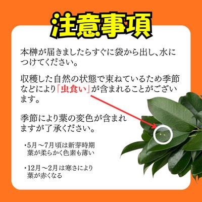 静岡県産掛川市　出世榊　本榊　純国産　さかき1対(2束)※1日交換に間に合うように配送