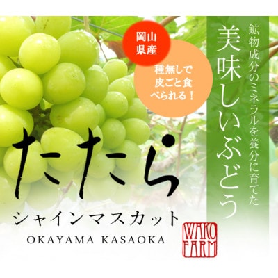 【先行受付】岡山県産 たたらみねらる シャインマスカット 1.3kg(2～3房)