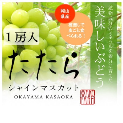 【先行受付】※限定300個※　岡山県産 たたらみねらる シャインマスカット 1房(約600g)