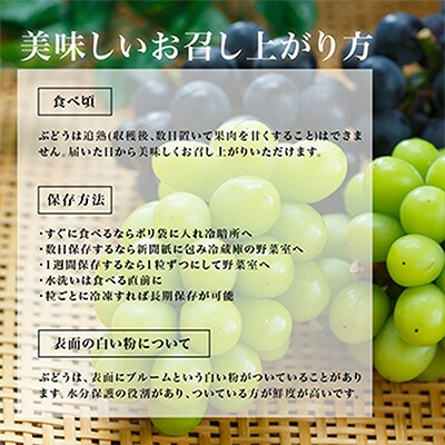 岡山県産 ニューピオーネ2房 (1房600g以上) 化粧箱入り