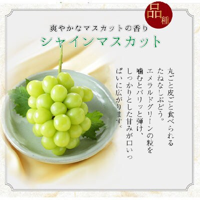シャインマスカット　ジュエルセレクション　岡山県産　2Lサイズ　20粒
