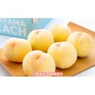 ご家庭用　岡山の白桃(晩生種)約1.5kg