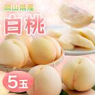 【2026年発送】岡山県産　白桃　5玉(クール便)