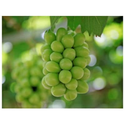 岡山県産　シャインマスカット約1.3kg(2～3房)(クール便)