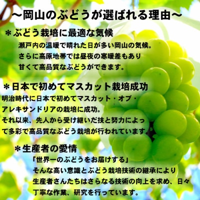 【2025年発送】岡山名産【晴王】シャインマスカット2kg!8月下旬以降順次発送