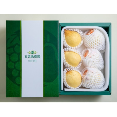 【2025年発送】ヤーリー 3kg 贈答箱 5～10玉(YR-30)