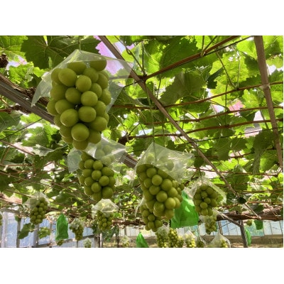 訳アリ家庭用シャインマスカット計1500g糖度18度以上