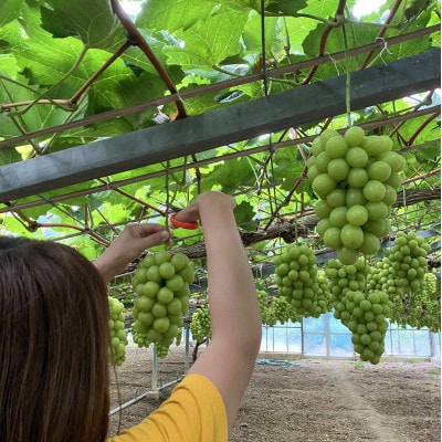 訳アリ家庭用シャインマスカット計1500g糖度18度以上