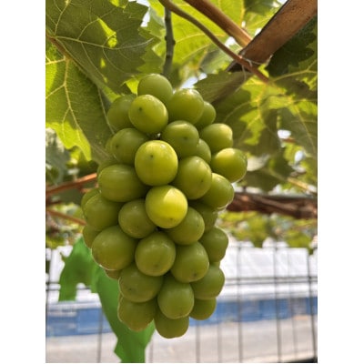 訳アリ　家庭用　糖度18度以上　つみ落としシャインマスカット 計1キロ以上