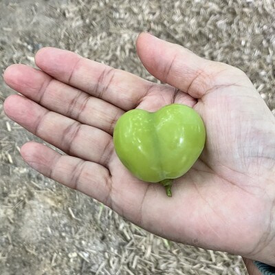 訳アリ　家庭用　糖度18度以上　つみ落としシャインマスカット 計1キロ以上