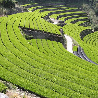 極上そのぎ茶(1袋100g×3袋入り)2箱セット【有限会社岡田商会】《長崎県東彼杵町》