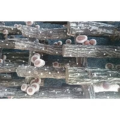 綾部市　化粧箱入り原木乾しいたけ150g