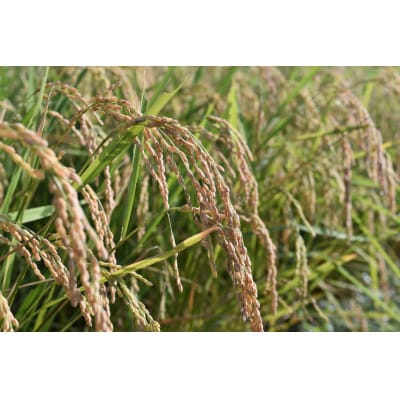 手間暇かけて育てた美味しいお米  令和7年産コシヒカリ5kg【玄米】