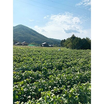 京都丹波黒枝豆　500g×4パック
