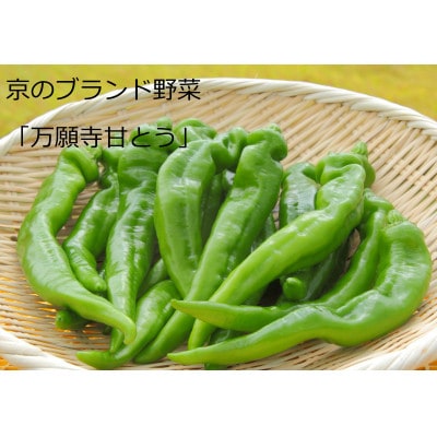 甘くて美味しい。京のブランド産品「万願寺甘とう」秀品600g