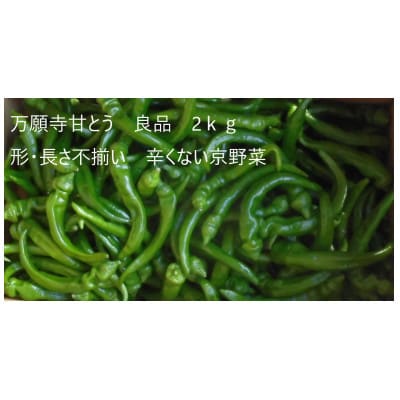 「訳あり品」万願寺甘とう　2kg