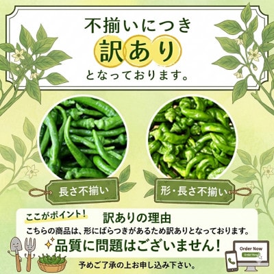 「訳あり品」万願寺甘とう　2kg