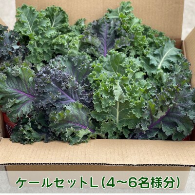 【栽培期間中農薬・化学肥料・動物性肥料不使用です】ともときファーム丹波のミックスケールL