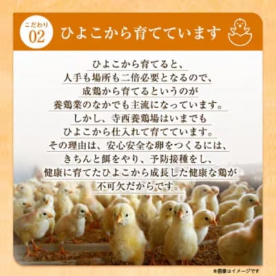 大阪府富田林産 さしみ卵 産直卵145個~180個(季節により個数・サイズが変動します)