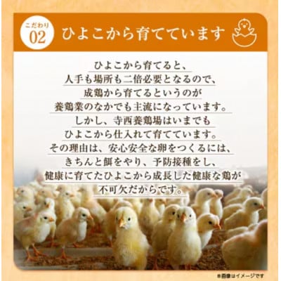 大阪府富田林産 さしみ卵 産直卵25個~30個(季節により個数・サイズが変動します)