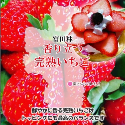 【朝採りの香り豊かな新鮮完熟いちご】甘みと酸味のバランスのとれた 南さんちの大阪苺(2パック)