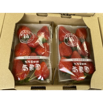【朝採りの香り豊かな新鮮完熟いちご】甘みと酸味のバランスのとれた 南さんちの大阪苺(4パック)