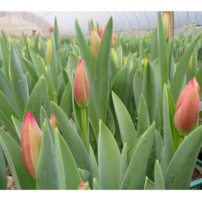 12月出荷　チューリップの花束　18本