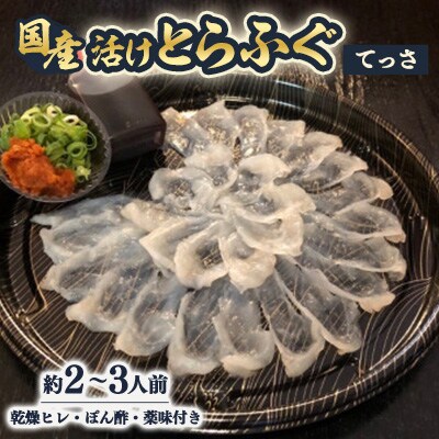 【冷蔵】国産活けとらふぐてっさ・ひれセット　約2～3人前　ヒレ酒も楽しめます!【配送不可エリア注意】