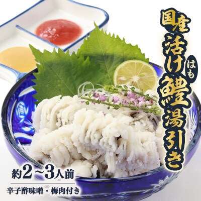 【冷蔵】国産活け鱧　湯引き約2～3人前盛り　梅肉・辛子酢味噌付き【配送不可エリア注意】