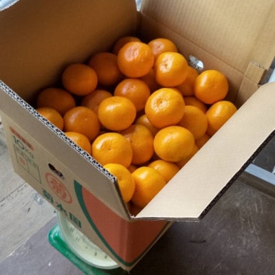 温州みかん10kg | 大阪府富田林市 | ふるさと納税サイト「さとふる」