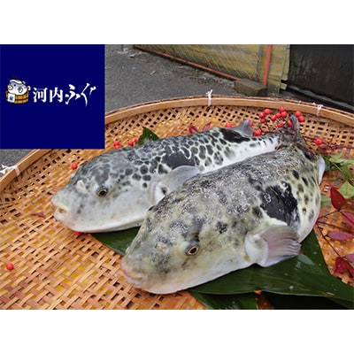 [河内とらふぐ]活き締めとらふぐ鍋用切身・乾燥ひれセット(冷蔵品)【配送不可エリア注意】